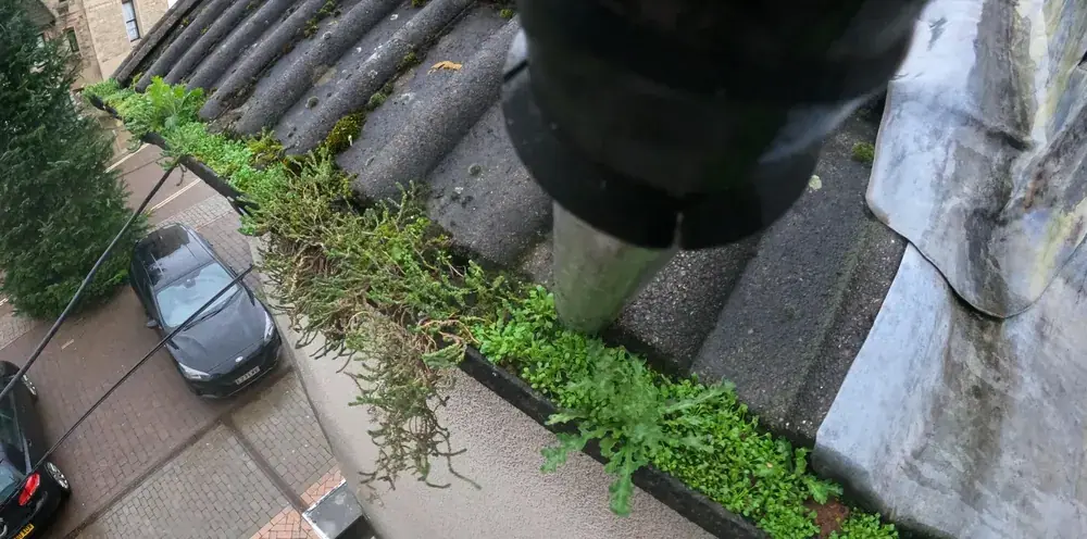 Gutter full of weeds before